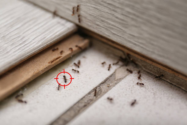 Best Bed Bug Extermination  in Highland Springs, VA